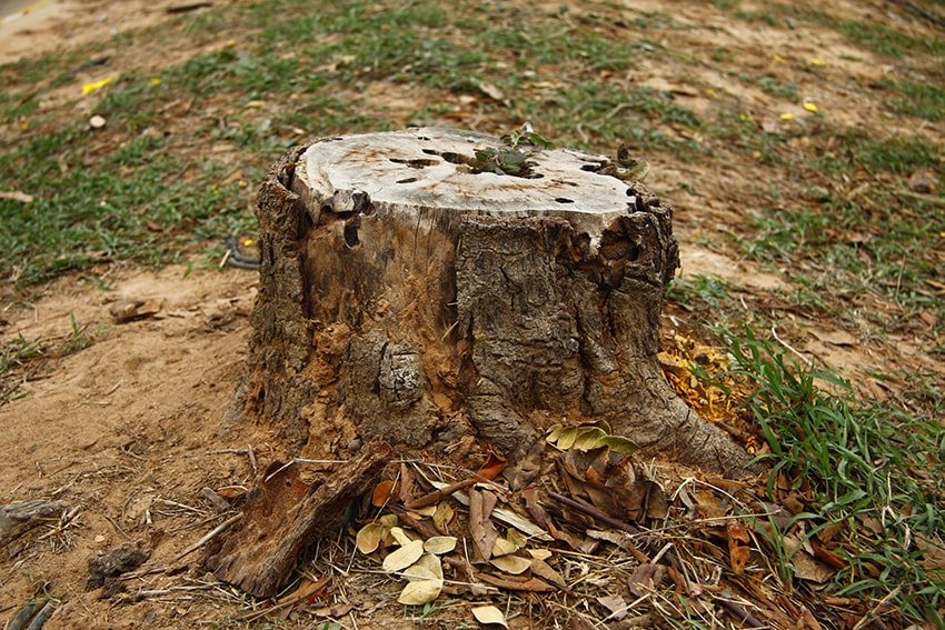 Unwanted stumps in Beaufort and Bluffton for removal and grinding.